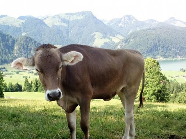 Goferlhof Walchsee